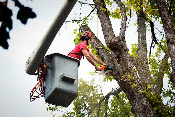 Tree and Shrub Care in Paulden, AZ